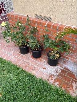 Rose bushes