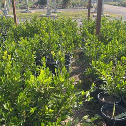 Ficus