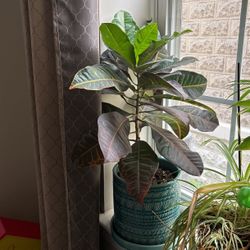 Plant With Pot