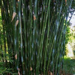 Clumping Bamboo ~ Weaver's Bamboo