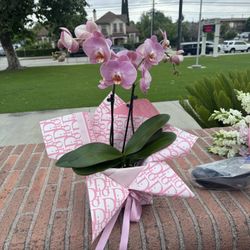 Flower arrangements and bouquet 💐  Orchid boxes and arrangements for sale 