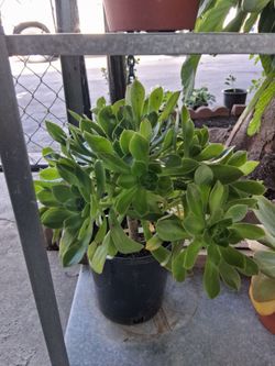 Tree aeonium Succulent plant
