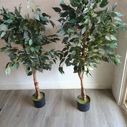 Two artificial Ficus Trees 
