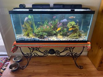 75 gallon fish tank full setup