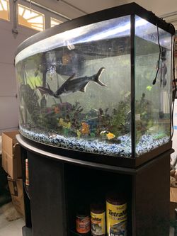 Fish Tank With Fish 