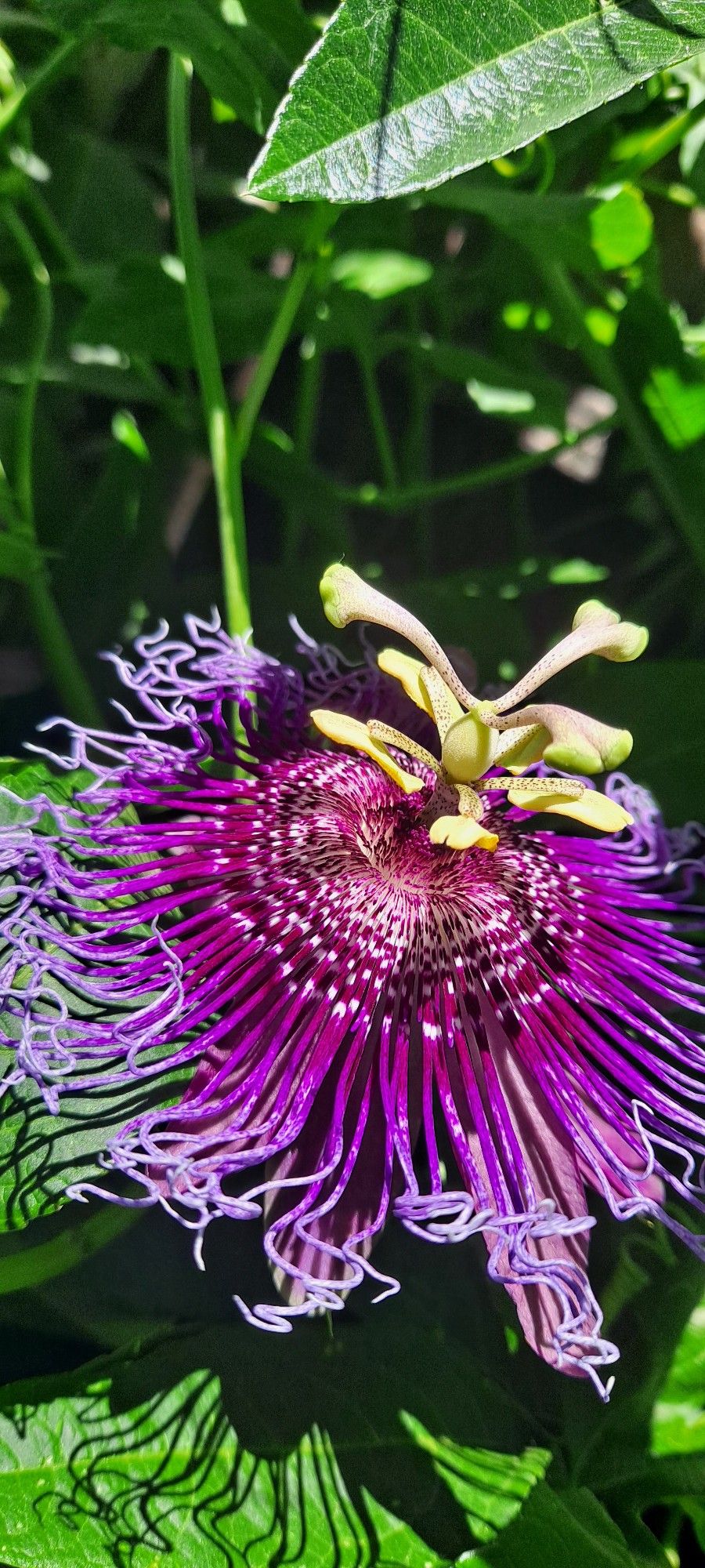 Purple Passion Vines Only 5 Ready