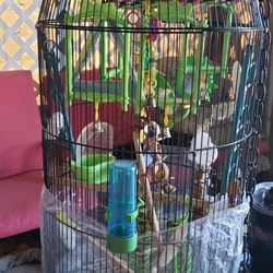 bird cage