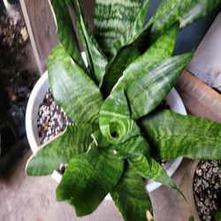 Zeylanica Snake Plant - Sansevieria Indoors Outdoor Plants 