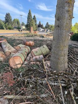 Free wood