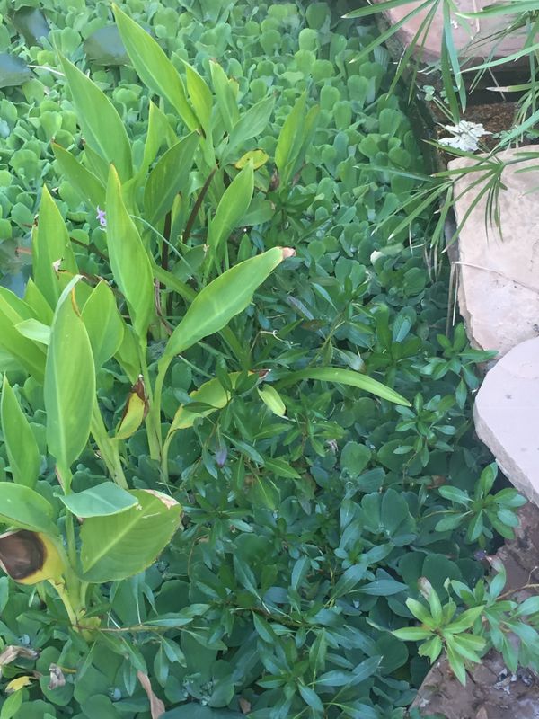 Water Lilies, bog plants and koi for sale!!! for Sale in