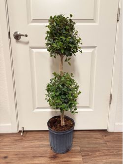 Topiary