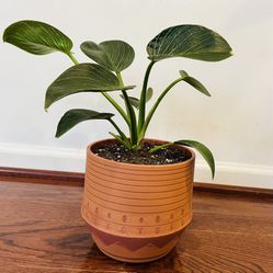 Indoor plant - Philodendron Birkin with Decorative Plastic Pot