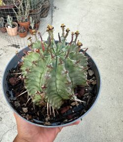 Euphorbia Horrida