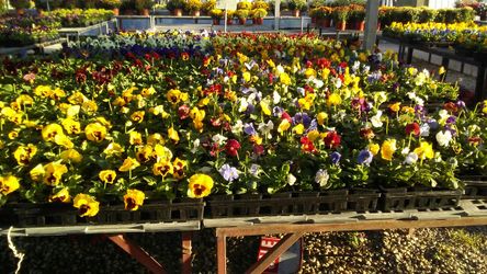 Jardin
