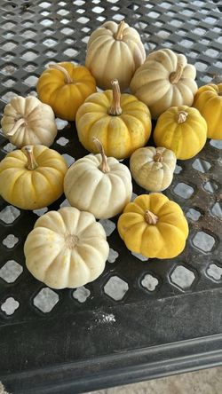 Little pumpkins.