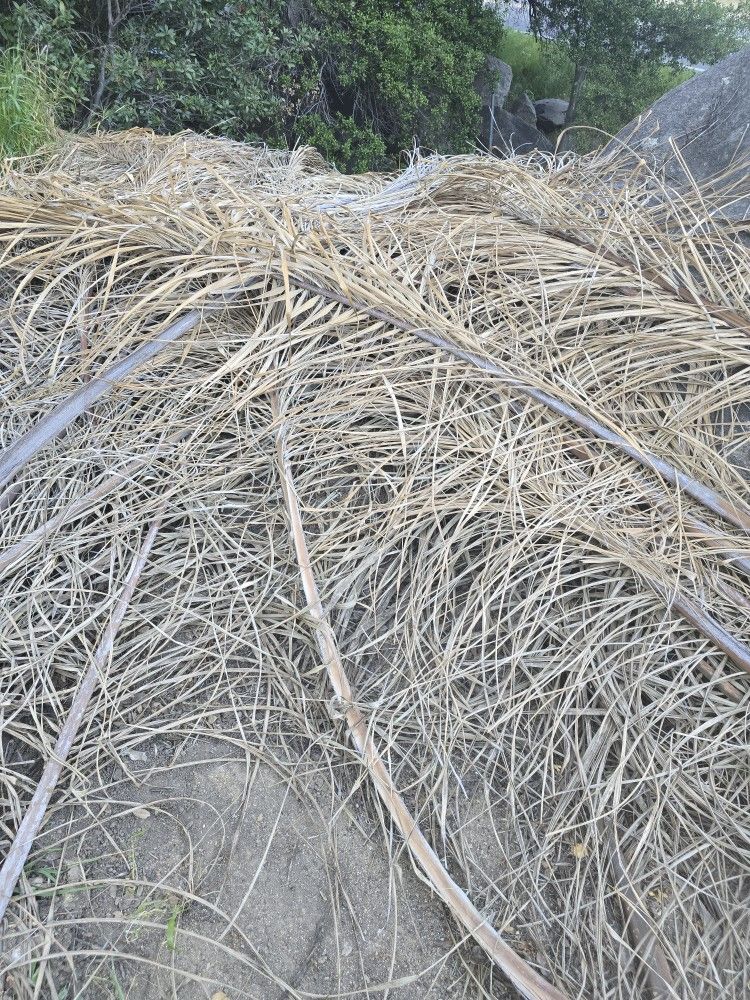 Palm Branches