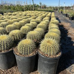 5gal Barrow Cactus On Sale 