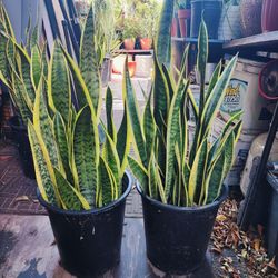 Snake Plants 