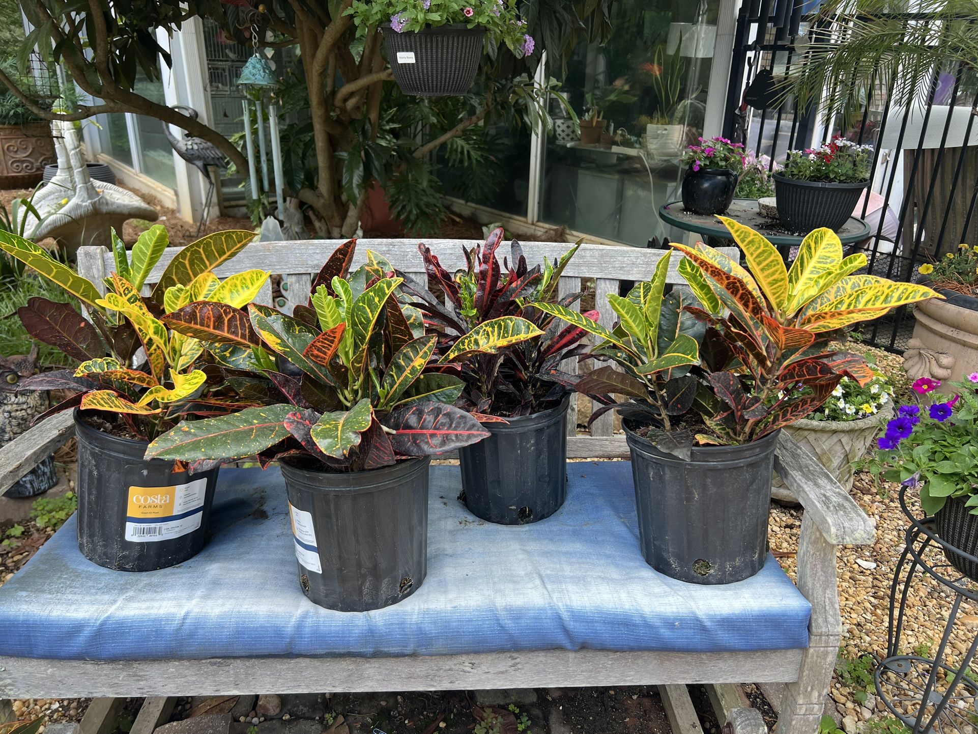 Croton Plants