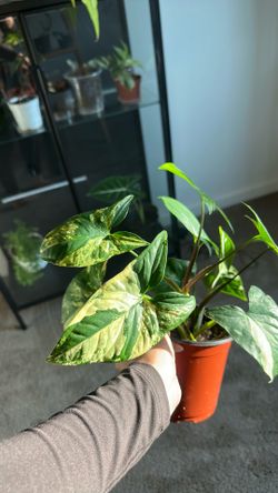syngonium plant