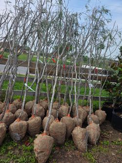 Arboles De Mesquite De Bola Chica