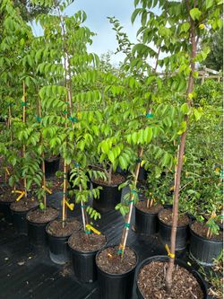 3g Grafted Starfruit