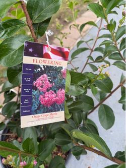 Crepe Myrtle