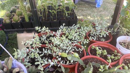 Plantas