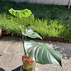 Well Rooted Monstera