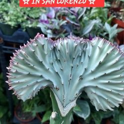 PLANT SALE SUNDAY IN SAN LORENZO ALL TYPES. SUNDAY