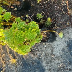 Succulent Plants