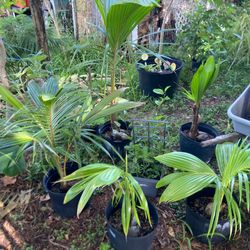 SPROUTED Cocos Nucifera GREEN & YELLOW COCONUT Plant Palm Tree