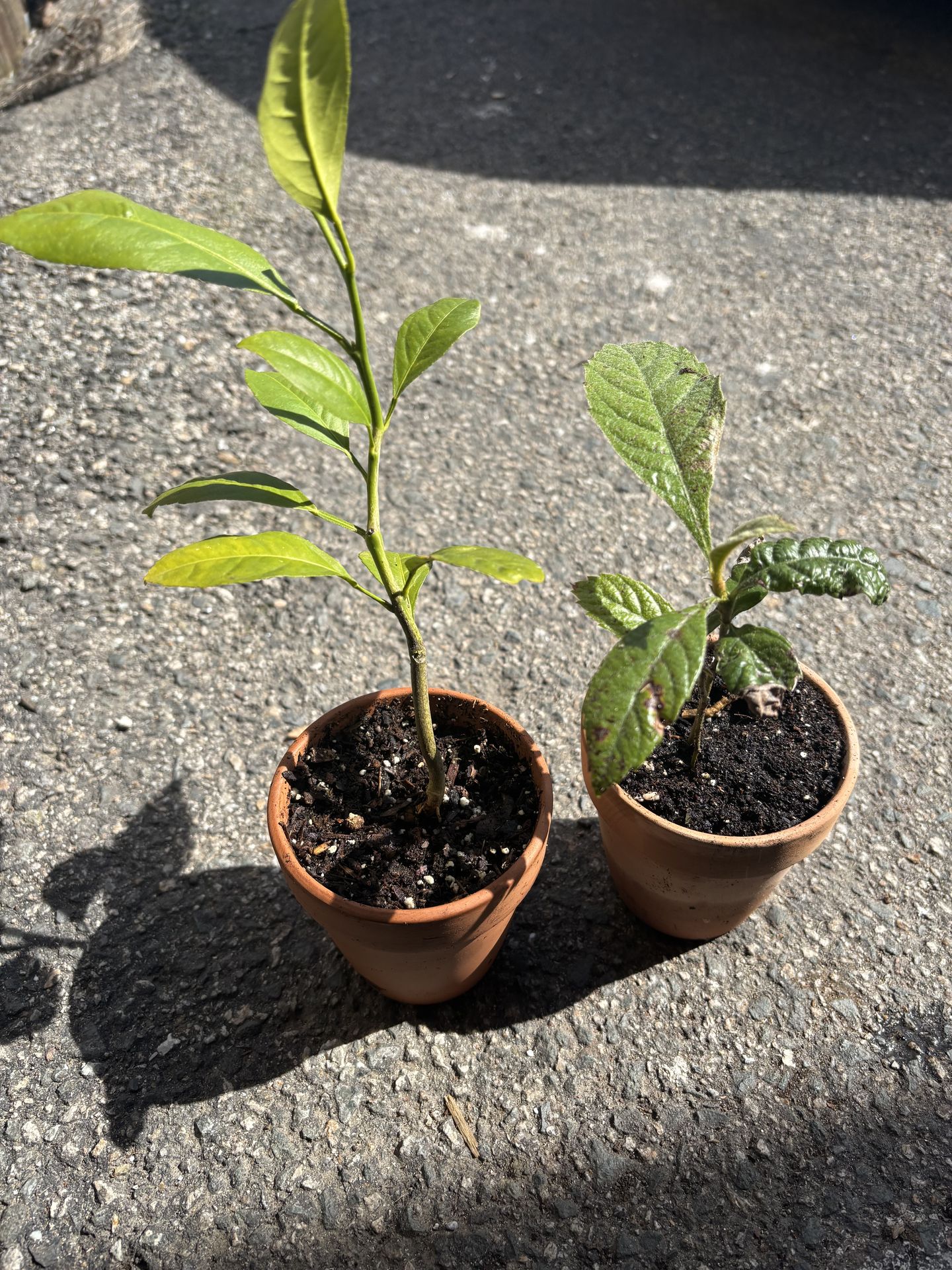 Meyer Lemon & Loquat tree