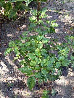 Carolina reaper pepper plants
