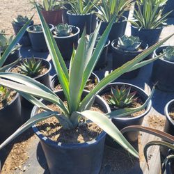 Agave Tequila Blue
