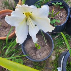 White Amaryllis Plant Large Pot 
