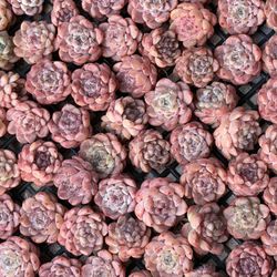 succulents 3 for 10💲