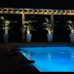 Palm Trees and Tall White Planters 2 Available 160 Each