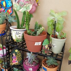 Phantom cactus terracotta pot 
