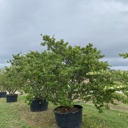 Ligustrum 45 gallon $250 plus delivery fee