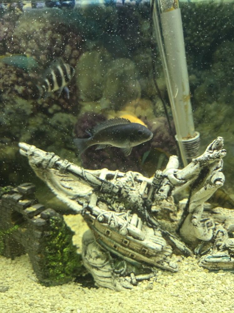 Custom made fish tank 55 gallons,All Products : American Fashion Style Bags On Sale