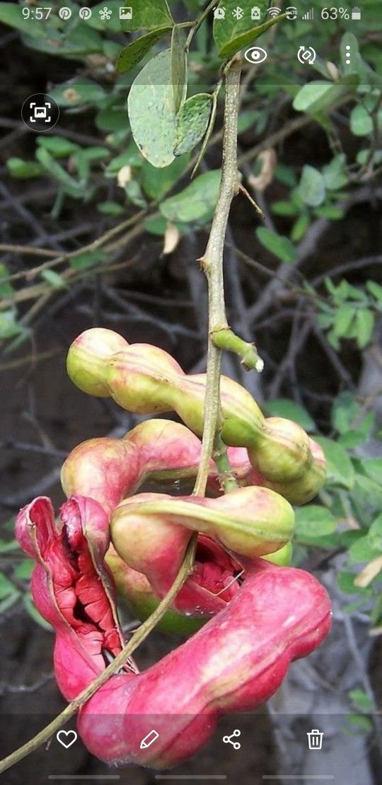 Guamuchil Tree