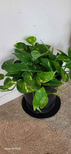 🏡 Beautiful Bushy Golden Pothos Houseplant 🪴 Large Indoor Plant for Home & Office