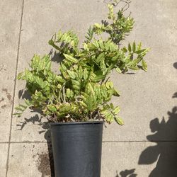 Chinese Wisteria Vine