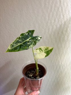 Rare Alocasia Frydek Variegated