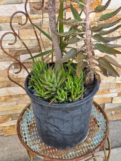 3 plants in the same pot