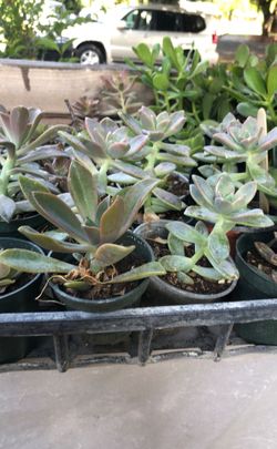 Sale succulent $2.5 each