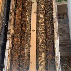 Bee Nucs For Sale 