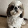 Karo