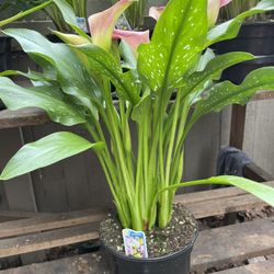  Calla Lily In Woodburn $14.00